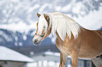 Haflinger stallion portrait