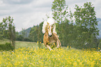 galloping Haflinger horse