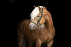 Haflinger stallion portrait