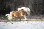 galloping Haflinger stallion