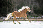 galloping Haflinger stallion