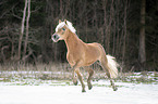 trotting Haflinger stallion