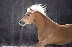 Haflinger stallion portrait