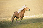 galloping Haflinger stallion