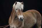 Haflinger Portrait