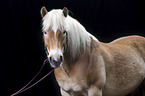 Haflinger Portrait
