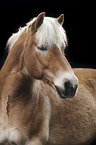 Haflinger Portrait