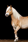 Haflinger