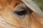 Haflinger horse eye