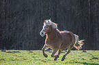 galloping Haflinger horse