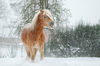 Haflinger horse