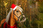 Haflinger horse portrait