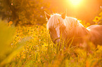 Haflinger horse portrait