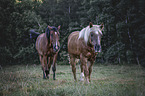 horses