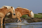 2 Haflinger horses