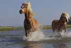 2 Haflinger horses