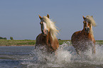 2 Haflinger horses