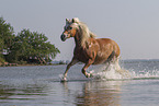 Haflinger horse in the water