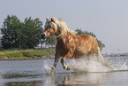 Haflinger horse in the water