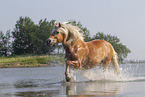 Haflinger horse in the water