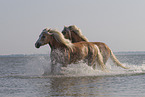 2 Haflinger horses