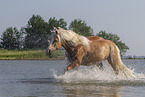 Haflinger horse in the water