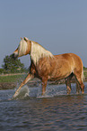 Haflinger horse in the water