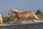 Haflinger horse in the water