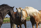 3 horses