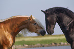 2 horses
