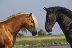 2 horses