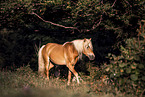 Haflinger stallion