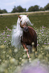 Haflinger stallion