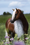 Haflinger stallion