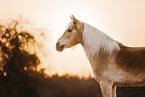 Haflinger horse at sundown