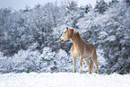 Haflinger horse in the snow