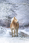 Haflinger horse in the snow