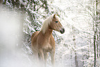 Haflinger horse in the snow