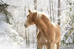 Haflinger horse in the snow