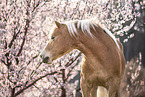 Haflinger horse in spring