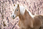 Haflinger horse in spring