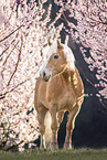 Haflinger horse in spring