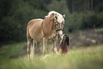 woman and Haflinger horse