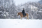Haflinger horse in the snow