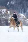 Haflinger horse in the snow