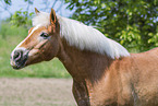 Haflinger horse in summer