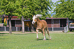 Haflinger horse in summer