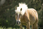 Haflinger mare in the meadow