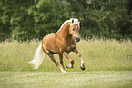 Haflinger stallion