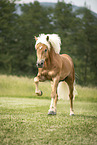 Haflinger stallion